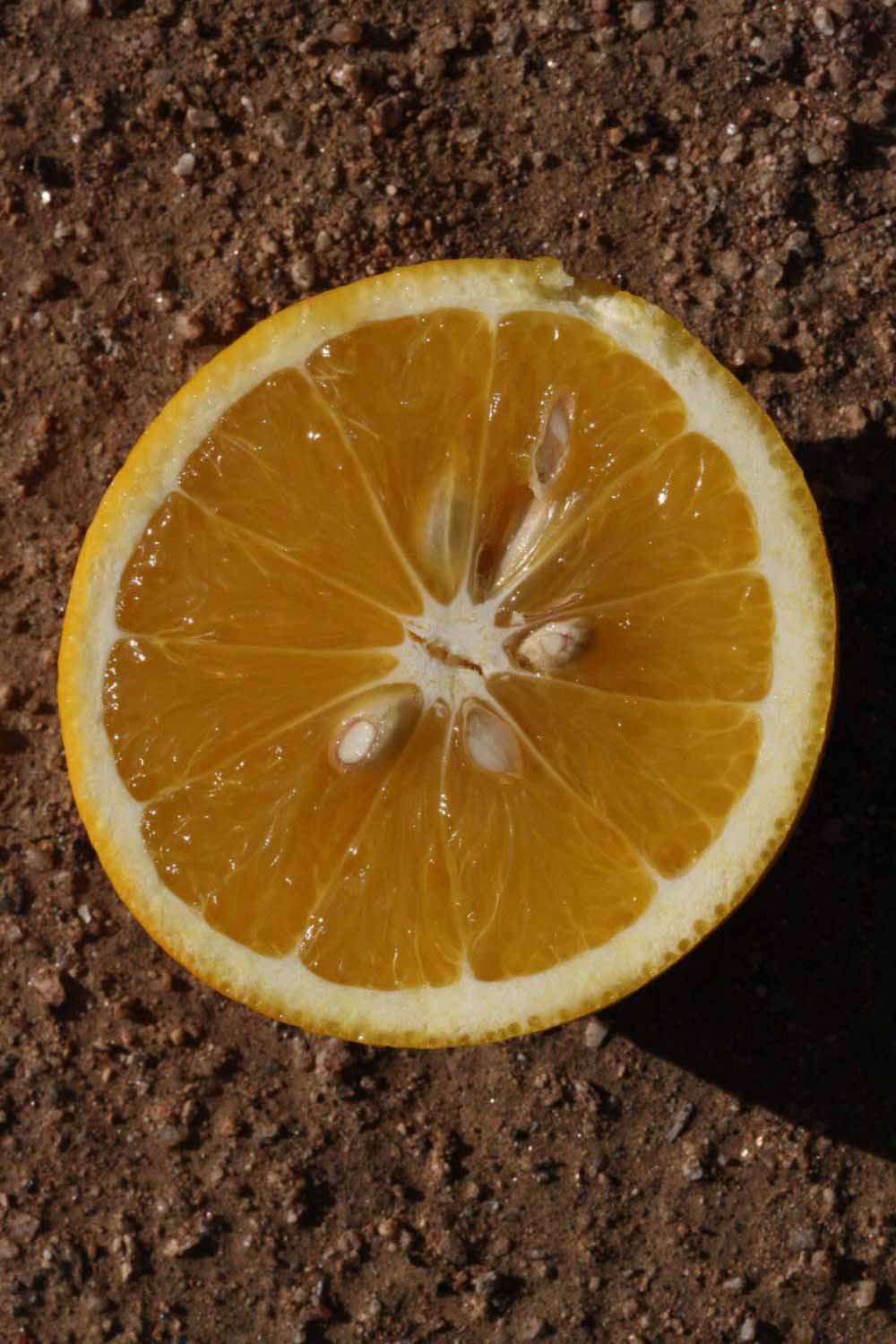              Fruit cross-section (Riverside, CA)       